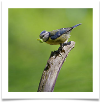 6 - Green Grub - Chris Beesley